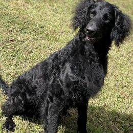 Goldendoodles from White Oak Kennel