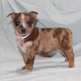 Piano - Red mottled female Australian Cattle Dog puppy in Willamina, Oregon from Cherished Chihuahuas