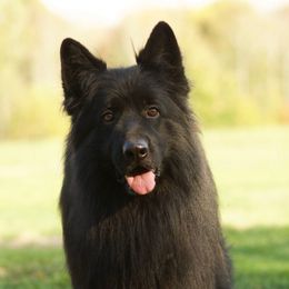 Hiro - German Shepherd