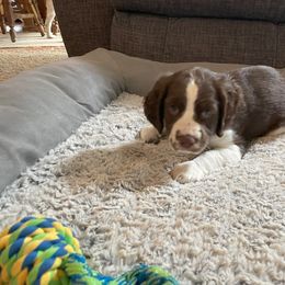 English Springer Spaniel Puppies from Timothy Naylor