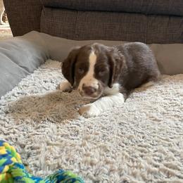 English Springer Spaniel Puppies from Timothy Naylor