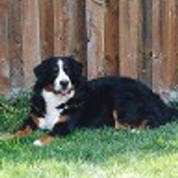 Bernese Mountain Dogs from Diana Wilson