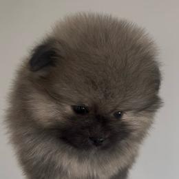 Valentino - Orange sable male Pomeranian puppy in Lakewood, California from Premiers Poms