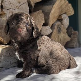 Anne - Sable female Cockapoo puppy in Sheridan, Missouri from Shepherdsfold’s Cockapoos