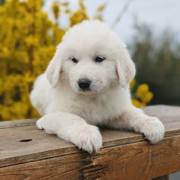 Boy 1 Black - White male Great Pyrenees puppy in Yakima, Washington from Naches Heights Ranch