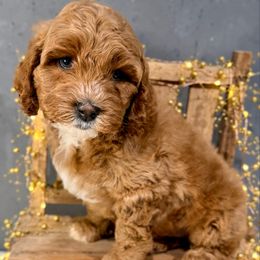 Mint - Caramel red male Australian Labradoodle puppy in Auburn, Washington from West Valley Labradoodles