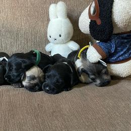 Diesel (Grey Collar) - Black male Miniature Schnauzer puppy in San Diego, California from KMS-Miniature Schnauzers
