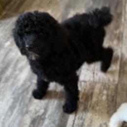 Vixee - Black female Goldendoodle puppy in Indian Mound, Tennessee from Dana Walters