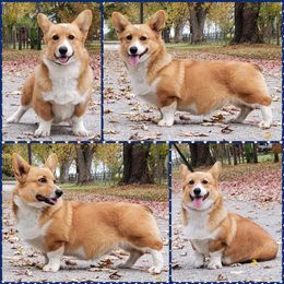 Beagle, Cardigan Welsh Corgi, and Pembroke Welsh Corgi All Grown Up from SM Corgis
