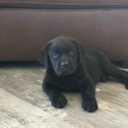 Black boy - Black male Labrador Retriever puppy in Big River, California from Cozy Acres Farm Labradors
