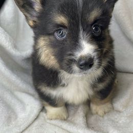 Shock - Black and white male American Corgi puppy in Grants Pass, Oregon from KnR Antler Dogs