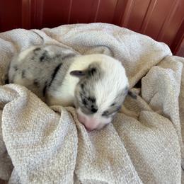 Male 1 - Blue merle and white male American Corgi puppy in Bloomfield, Iowa from Seven B Corgis & Doxies