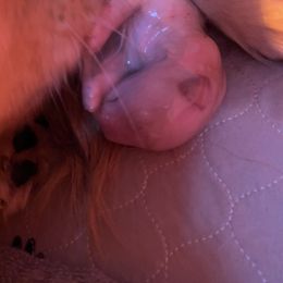 Golden Retriever Puppies from Ruff Life Goldens