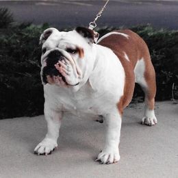 Bulldogs from Dee Anne Jordan's Bulldogs