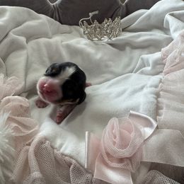 Cavalier King Charles Spaniel Puppies from Reynolds Farms Cavaliers