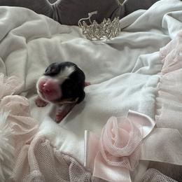 Cavalier King Charles Spaniel Puppies from Reynolds Farms Cavaliers