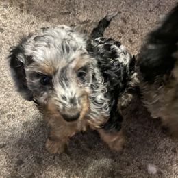 Dachshund Puppies from Tammy’s  Mini Dachshunds