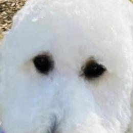 Poodle Puppies from Semmy’s standard Poodle