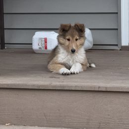 Collie Puppies from Little Apple Collies, Dazey, ND