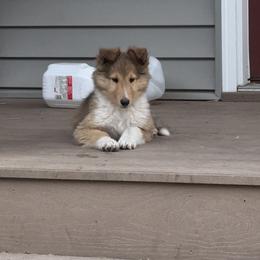 Collie Puppies from Little Apple Collies, Dazey, ND