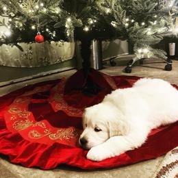 Benji - Light golden male Golden Retriever puppy in Tacoma, Washington from Bradley Farms