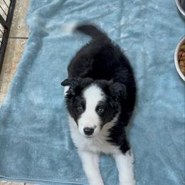 Theo - Black and white male Border Collie puppy in Cedartown, Georgia from Ferguson Border Collies