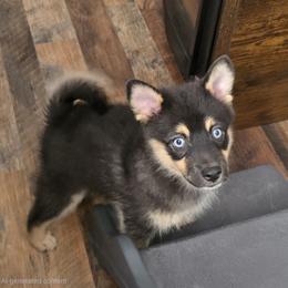 Pomeranian and Pomsky Puppies from Amazing High Desert Pomskys