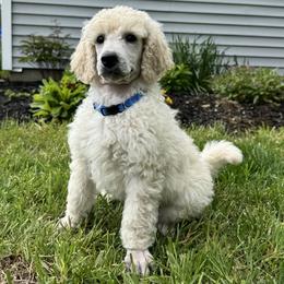 Boy 3 - male Poodle puppy in Athol, Massachusetts from DoeValley Standard Poodles
