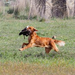 Elsie - Golden Retriever