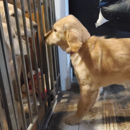 Golden Retriever Puppies from Goldens of Hamm Hollow