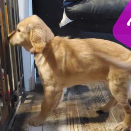 Golden Retriever Puppies from Goldens of Hamm Hollow