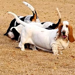 Lemony - Basset Hound