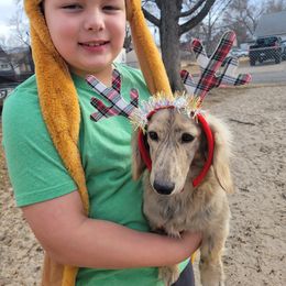 Dachshund puppies from Lil Bit of Wienie