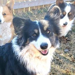Spookie (Spicii) - Pembroke Welsh Corgi