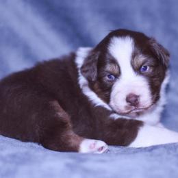 Anna - Red tri-color female Australian Shepherd puppy in Easton, Missouri from MMA Kennel