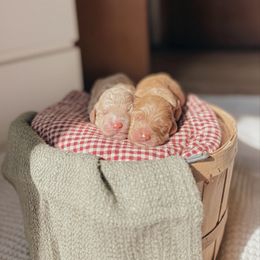 Male Pick Spot 3 - Red  male Goldendoodle puppy in Yukon, Oklahoma from Bows & Ties Doodles