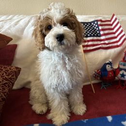 June - Blenheim female Cavapoo puppy in Tempe, Arizona from Springerdoodles Plus AZ