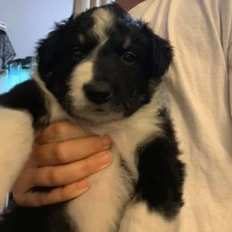 Border Collies from NJ Bees BC