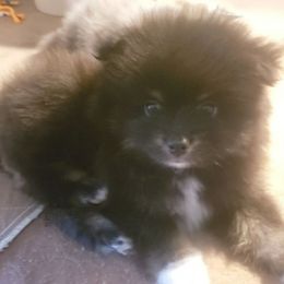 Rio - Black and tan parti male Pomeranian puppy in Burton, Michigan from Ranger's Pomeranians