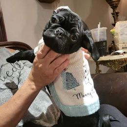 Pugs from Dawn Brown's Pugs