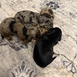 Dachshund Puppies from Birkin’ Paws