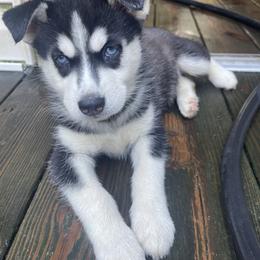 Siberian Husky Puppies from Heddens Husky Hideaway