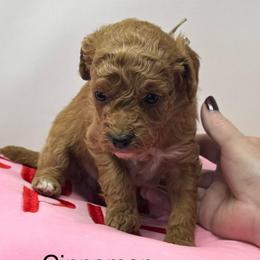 Cinnamon - Red  female Goldendoodle puppy in Danville, Virginia from Stella’s Stunning Goldendoodles of VA