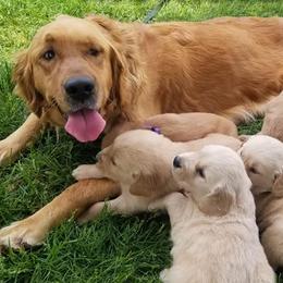 Cockapoos and Goldendoodles from Robbin's Treasures