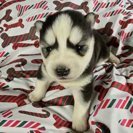 Noelle - Black tan and white female Siberian Husky puppy in Kansas City, Missouri from Anuun's Huskies