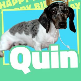 Quin - Dachshund
