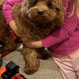 Aggie - Goldendoodle