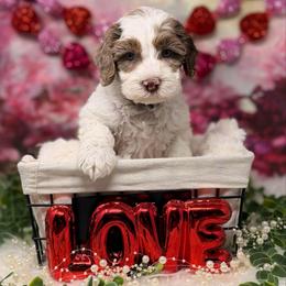 Rhodium - Chocolate male Australian Labradoodle puppy in Brush Prairie, Washington from Fancy Pants Labradoodles