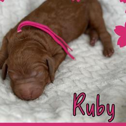 Ruby - Red  female Poodle puppy in Dayton, Texas from Wolfe Island Poodles