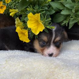 Ivan-fluffy - Black and tan male Pembroke Welsh Corgi puppy in Stillwater, Oklahoma from Steele Family Farms